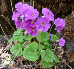 Primula rotundifolia