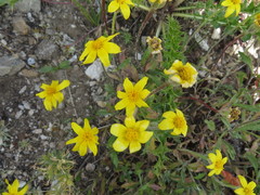 Arnica longifolia