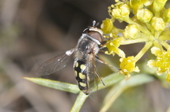 Austroscaeva occidentalis