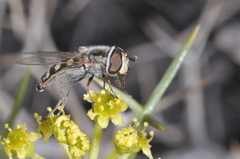 Austroscaeva occidentalis