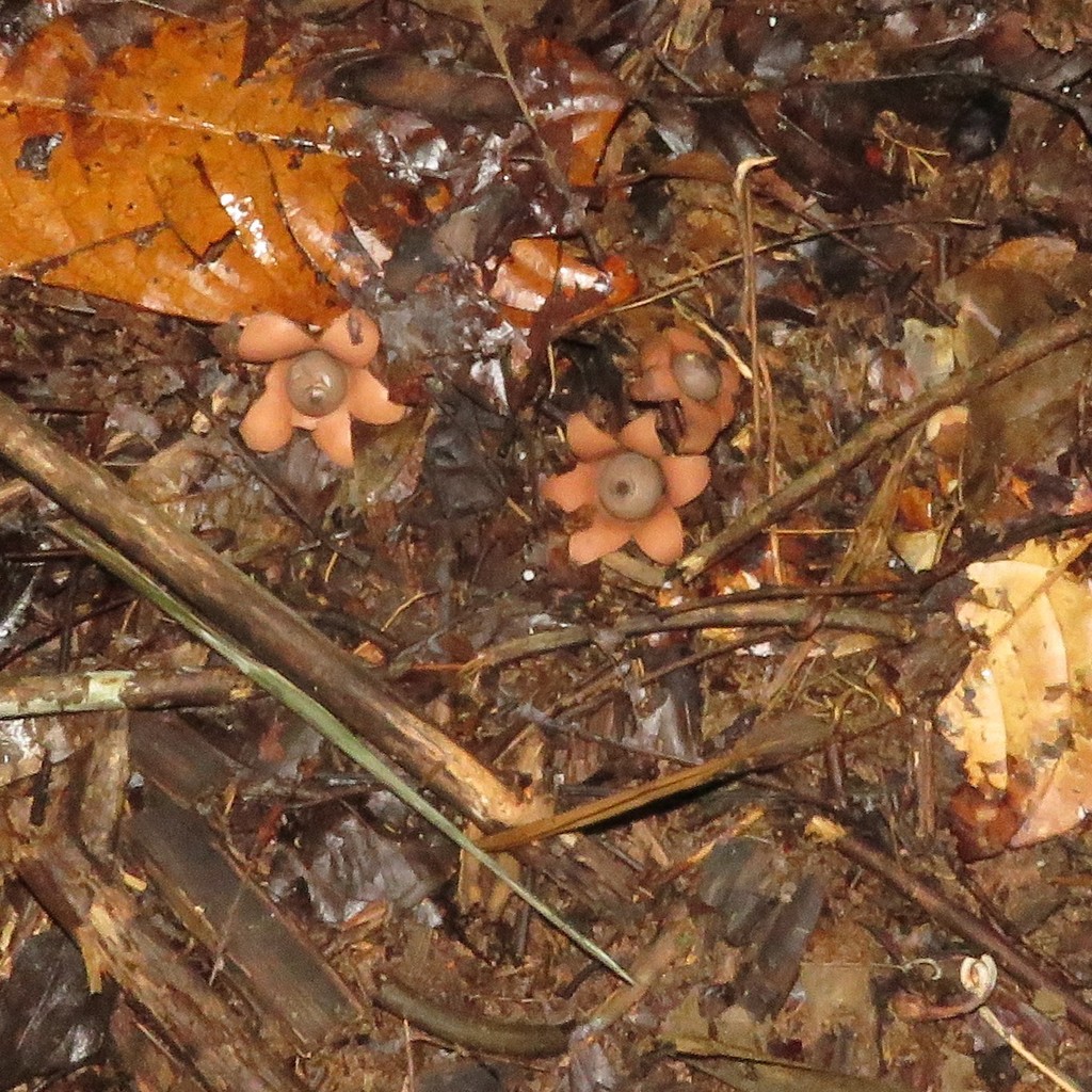 Geastrum · January 2021 · photo: © siddantas (iNaturalist, cc-by-sa)