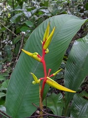 Heliconia richardiana