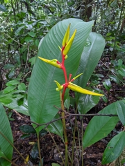 Heliconia richardiana