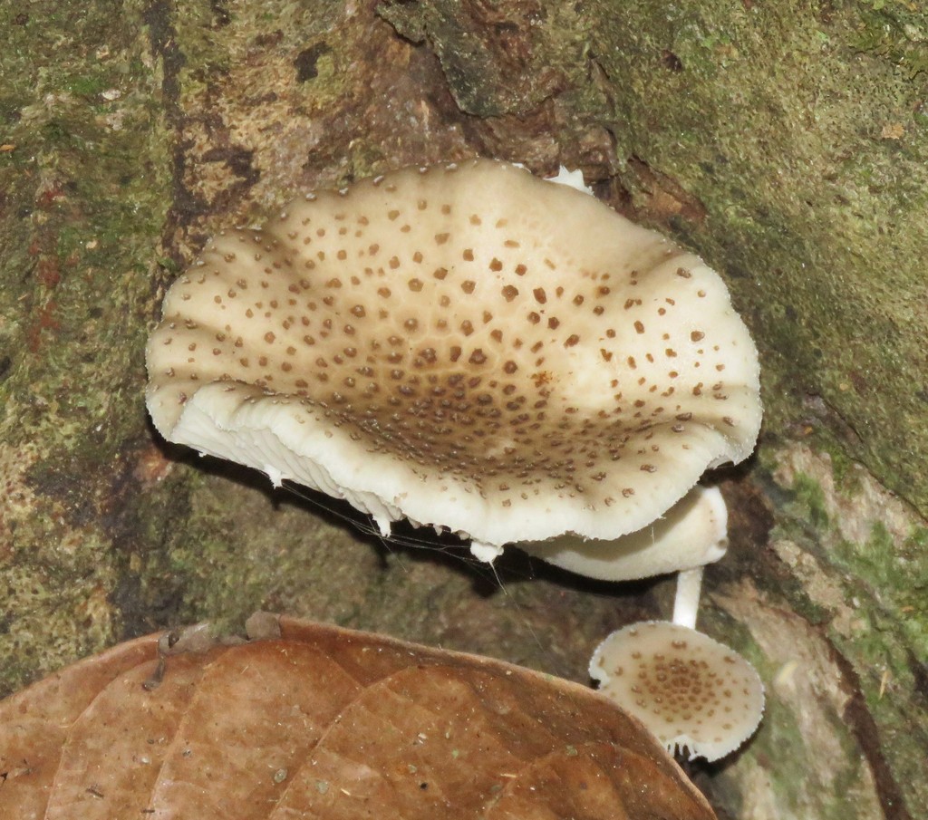 Oudemansiella cubensis · January 2021 · photo: © siddantas (iNaturalist, cc-by-sa)