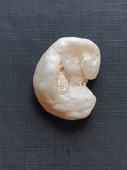 Bivalvia
