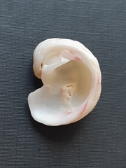 Bivalvia