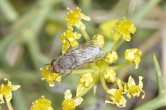 Notiothereva albiventris