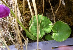 Primula rotundifolia