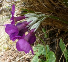 Primula rotundifolia
