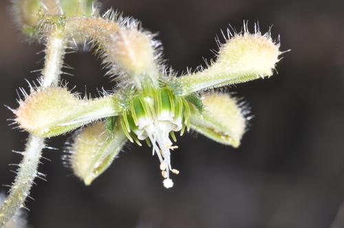 Blumenbachia dissecta