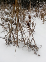 Typha latifolia