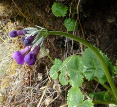 Primula rotundifolia
