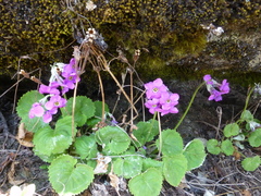 Primula rotundifolia