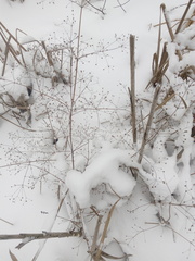 Alisma plantago-aquatica