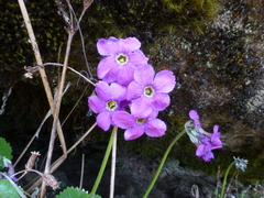 Primula rotundifolia