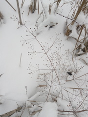 Alisma plantago-aquatica