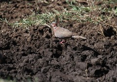 Streptopelia bitorquata