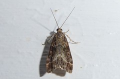Eudonia legnota