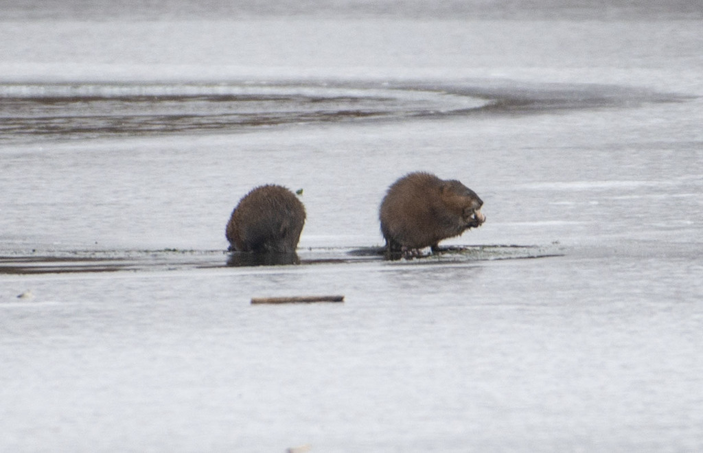 Muskrat in January 2021 by dridgen · iNaturalist