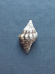 Leucozonia ocellata