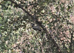 Dendrocopos analis