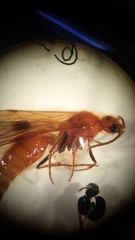 Sphaeropthalma unicolor