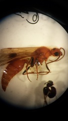 Sphaeropthalma unicolor