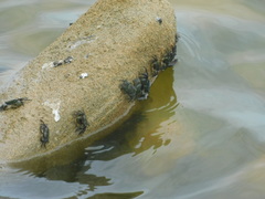 Pachygrapsus socius