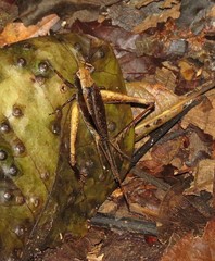 Eneoptera guyanensis