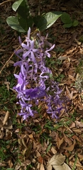 Petrea volubilis