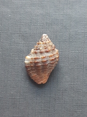 Gemophos auritulus