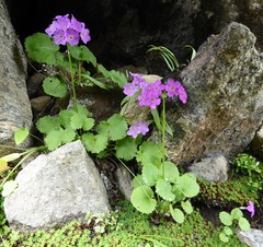 Primula rotundifolia