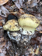 Cortinarius xanthodryophilus