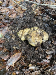 Cortinarius xanthodryophilus