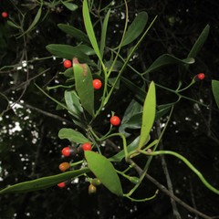 Struthanthus uraguensis