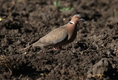 Streptopelia bitorquata