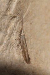 Coleophora peribenanderi