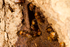 Oxytrigona tataira