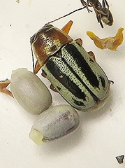 Pachybrachis bivittatus