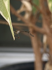 Leptopteromyia americana
