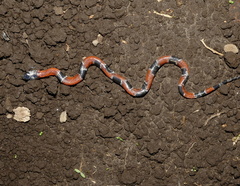 Erythrolamprus mimus
