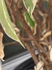 Leptopteromyia americana