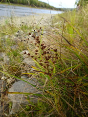 Juncus brachycephalus