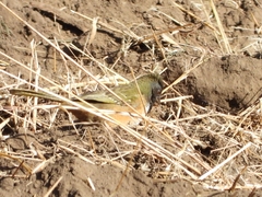 Pipilo maculatus macronyx