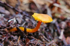 Hygrocybe parvula