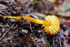Hygrocybe parvula