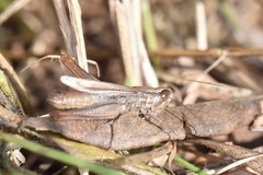 Euchorthippus elegantulus