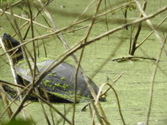 Trachemys venusta venusta