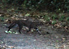 Prionailurus javanensis javanensis