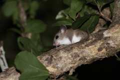 Chiropodomys gliroides